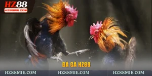 đá gà HZ88