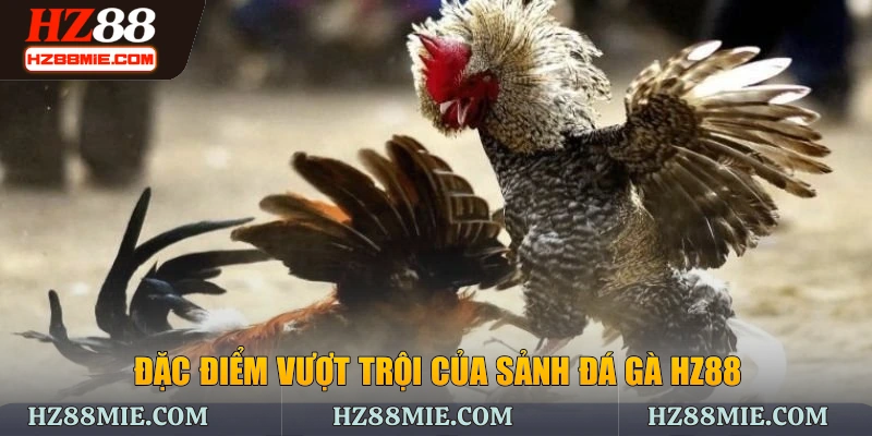 Đặc điểm vượt trội của sảnh đá gà HZ88
