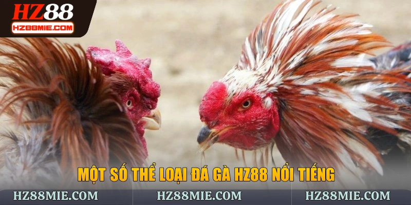 Một số thể loại đá gà HZ88 nổi tiếng